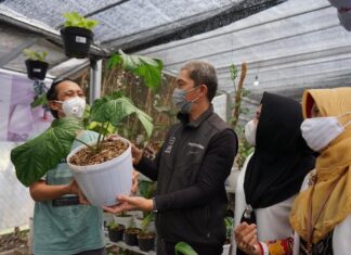 Pemkot Dorong Pasar Tanaman Hias Minaqu Home Nature