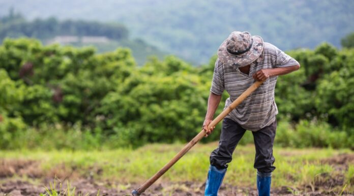 Regenerasi Petani Sebagai Solusi Ketahanan Pangan di Masa Depan Petani
