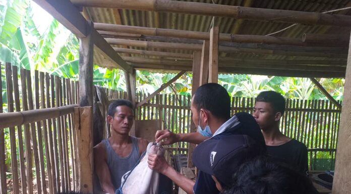 Lakukan Pengabdian, Dosen IPB Ini Beri Pelatihan Manajemen Pembiakan Sapi Potong di Desa Pangkal Jaya