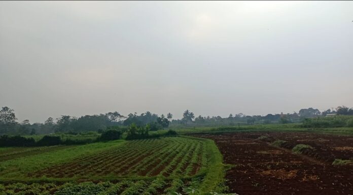 Krisis Petani Muda di Desa Cikarawang dan Solusinya